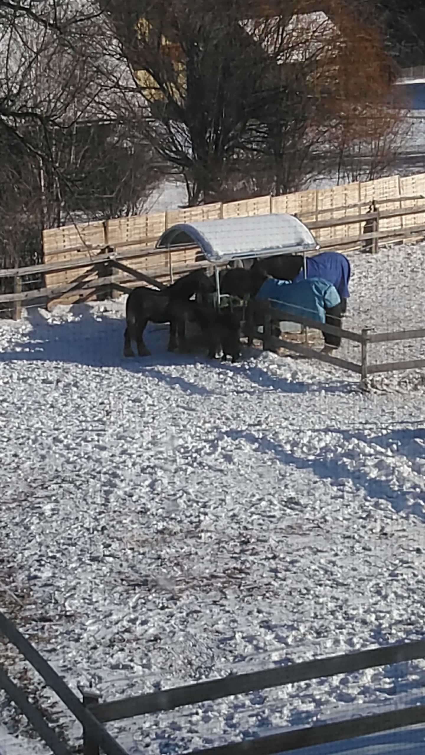 IMG-20210213-WA0016