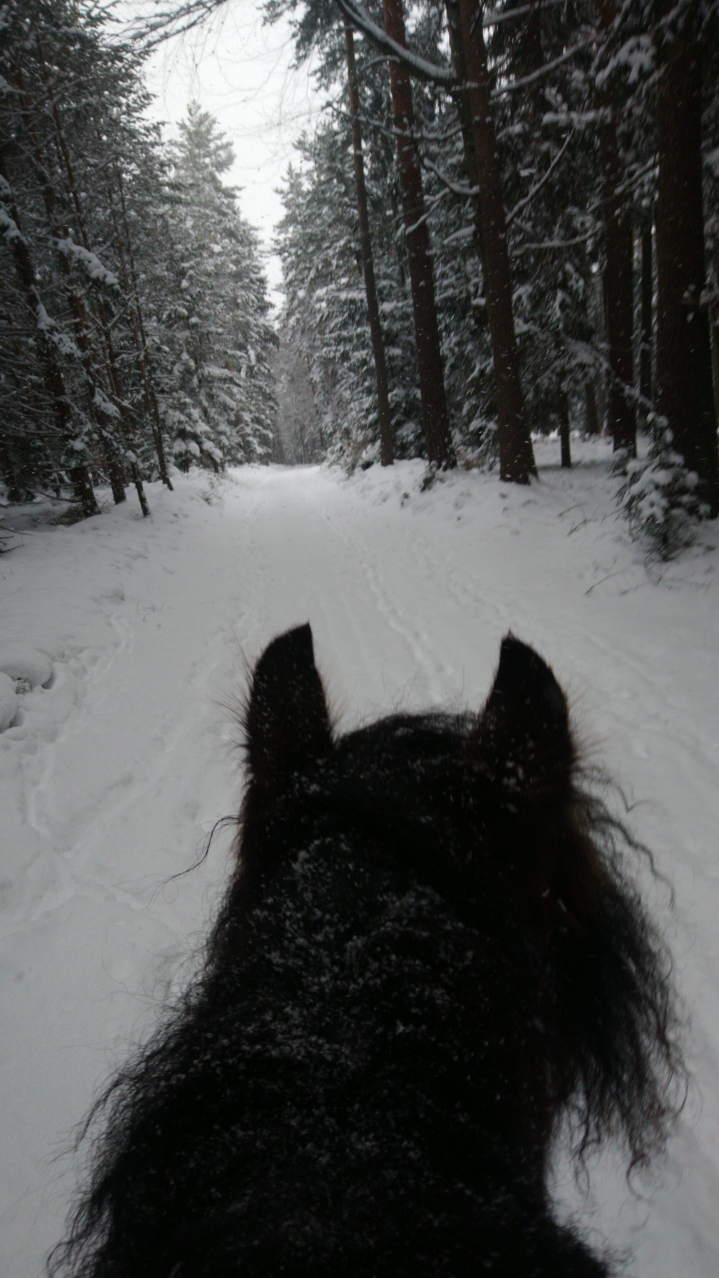 IMG-20210118-WA0008