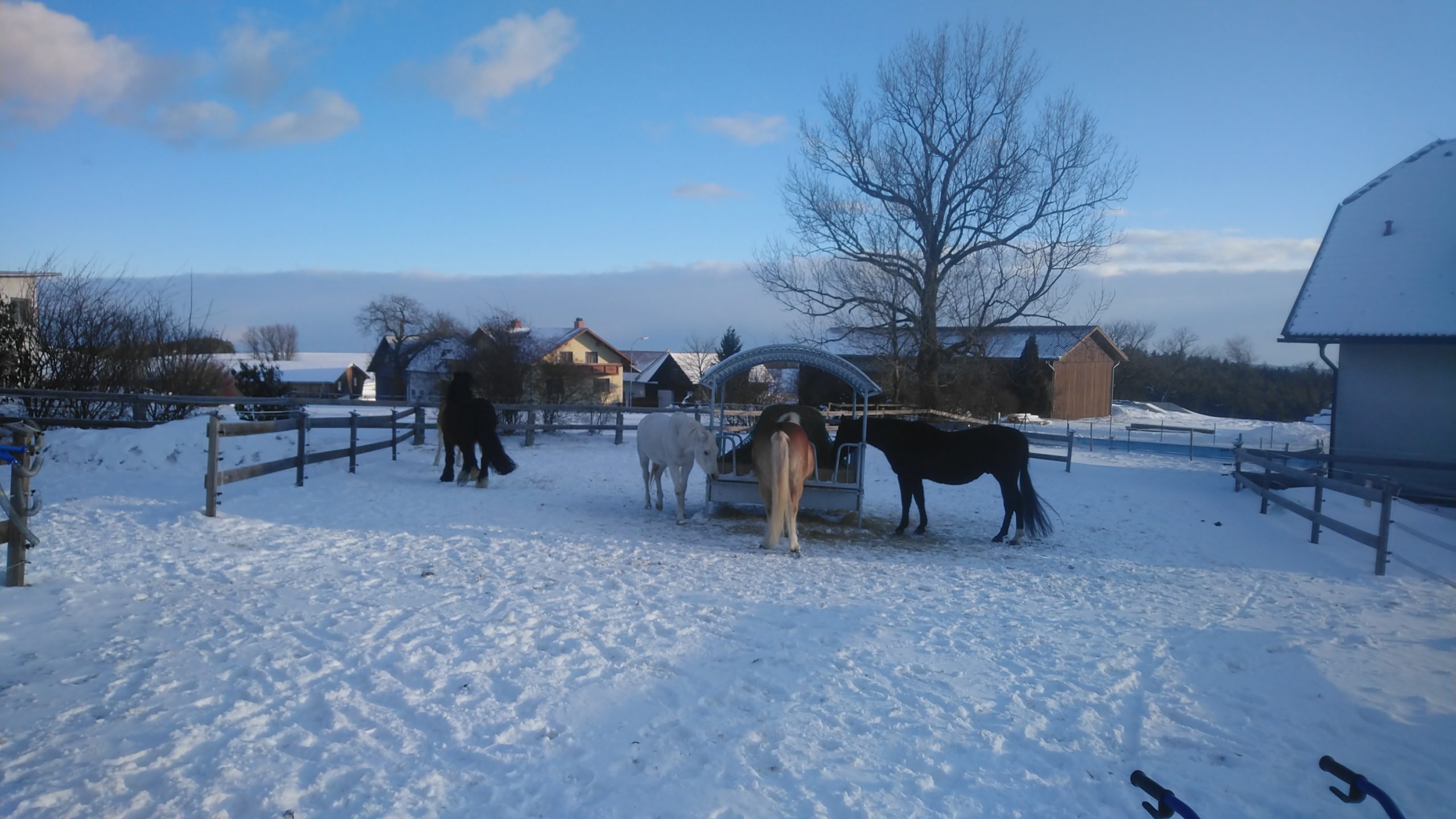 IMG-20210127-WA0002