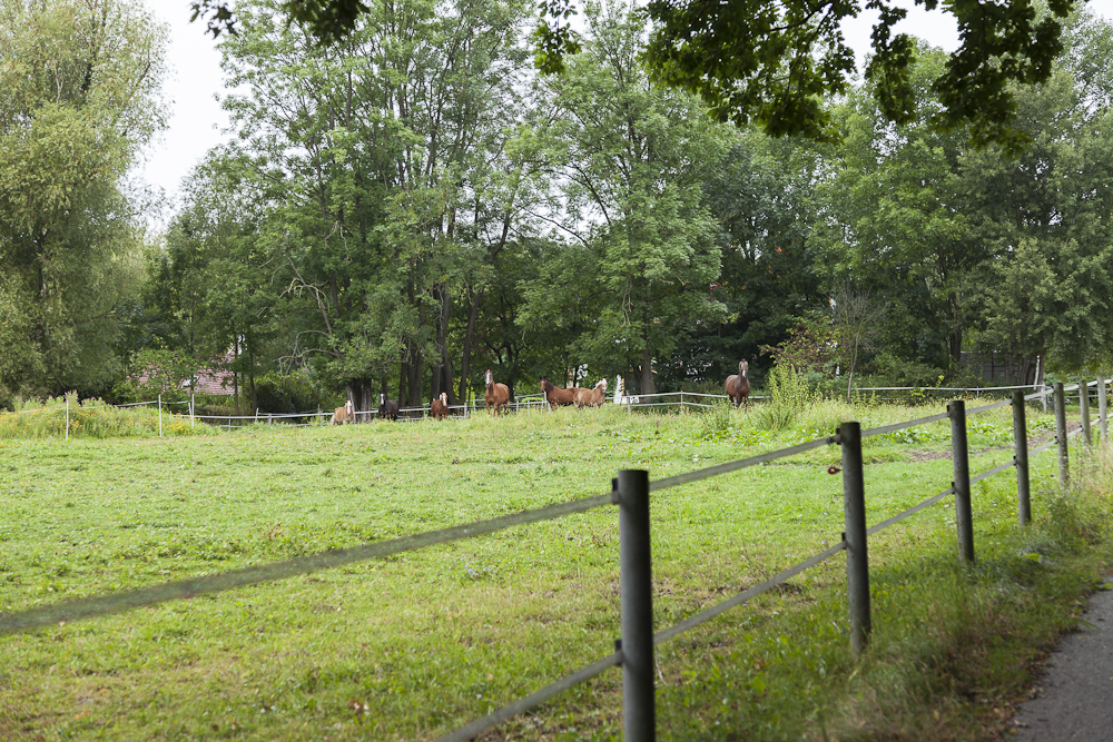 _MG_0917
